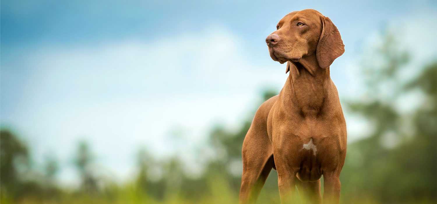 Vizsla Irk Derneği Kırklareli ilin de açıldı