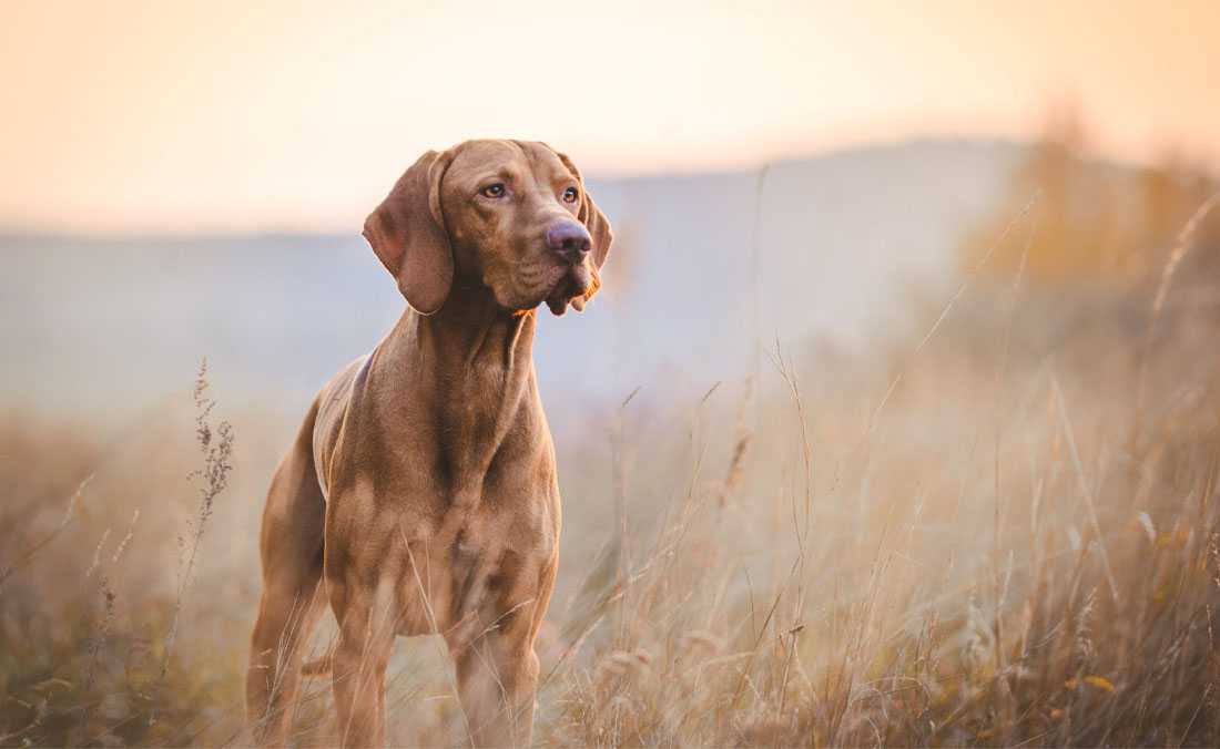 Vizsla Standartları Nelerdir?