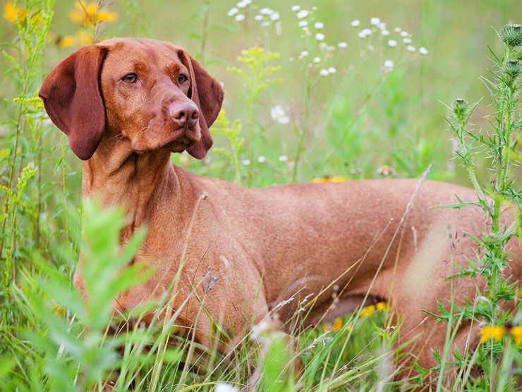 Vizsla Bakımı