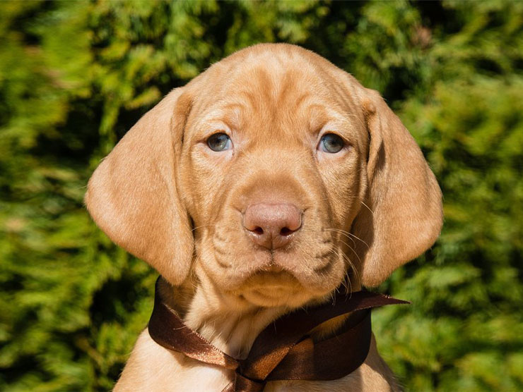 Vizsla Davranışı