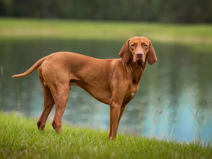 Vizsla Kişilik