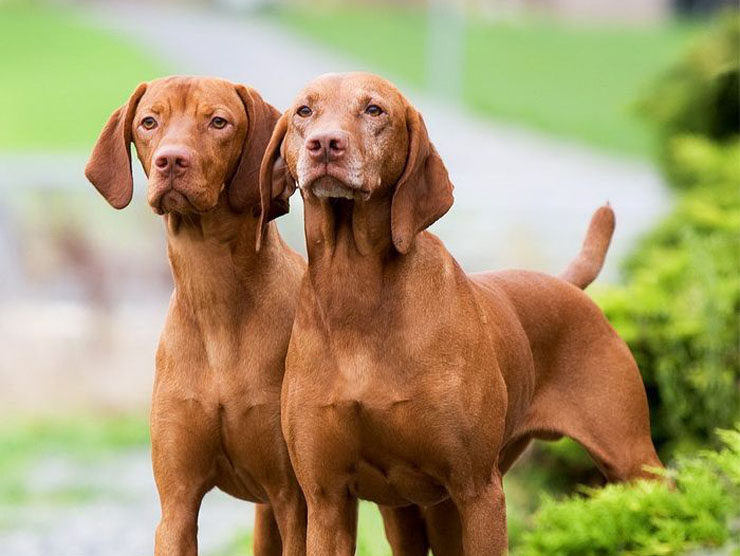 Vizsla Kökeni