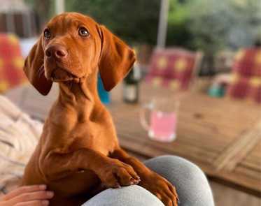 Vizsla Davranışı