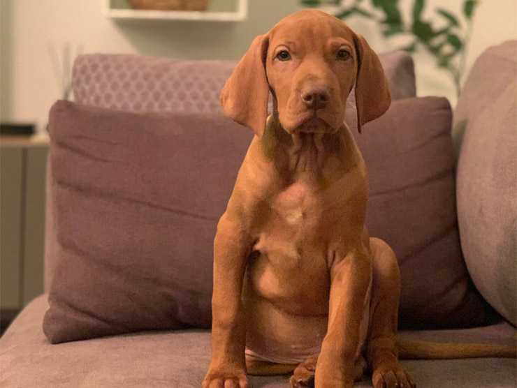 Vizsla Davranışı