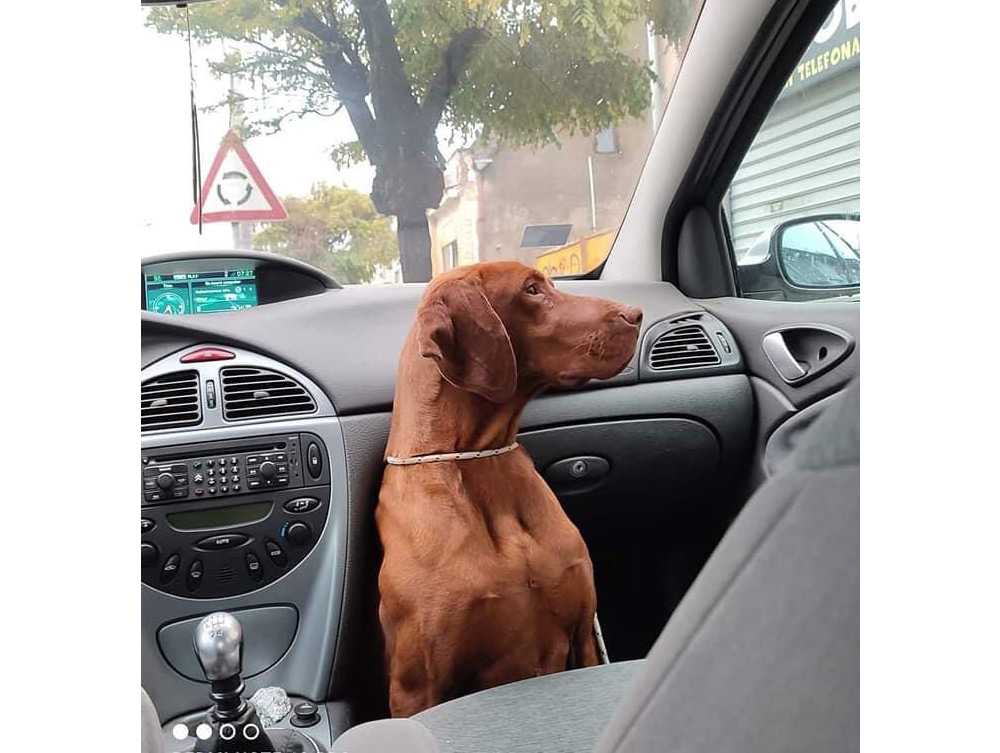 Vizsla Davranışı