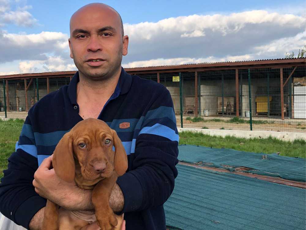 Vizsla Davranışı