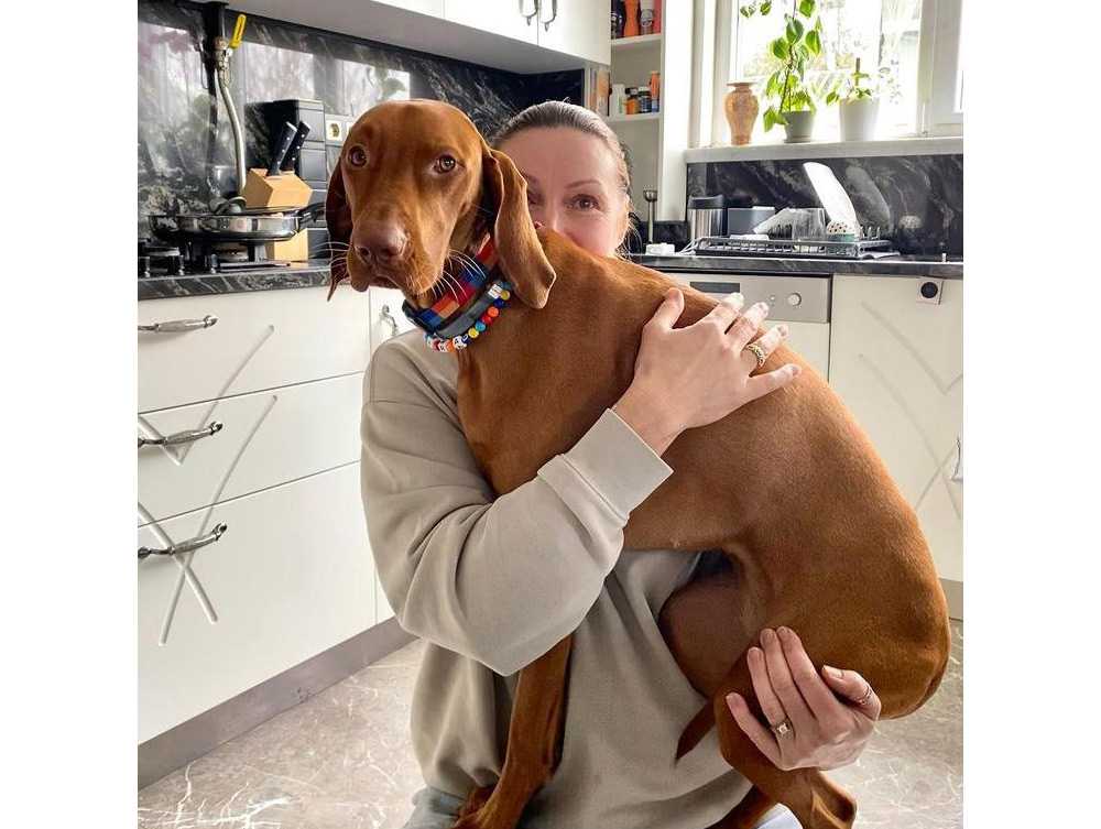 Vizsla Davranışı