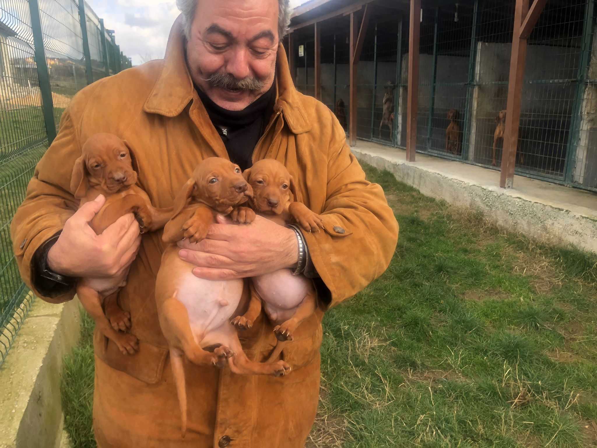 Vizsla Davranışı