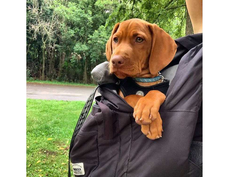 Vizsla Davranışı