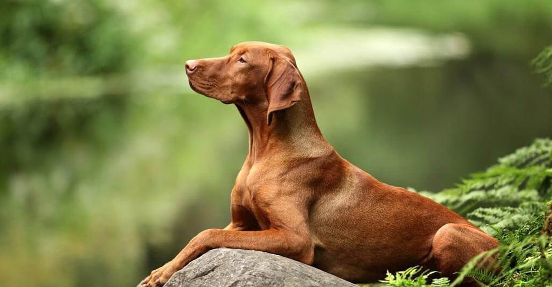 Vizsla